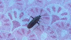 Orthocephalus saltator