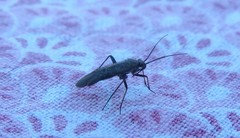 Orthocephalus saltator