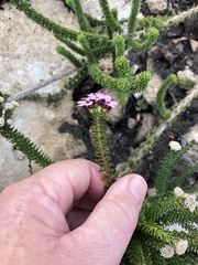 Adenandra rotundifolia