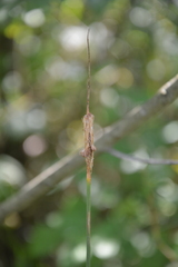 Typha minima