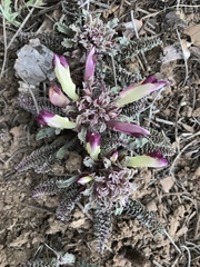 Pedicularis centranthera