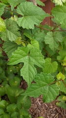 Vitis