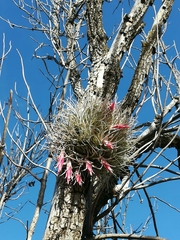 Tillandsia arroyoensis