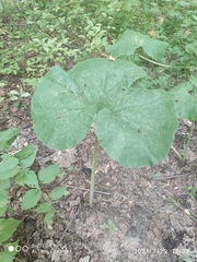 Petasites spurius