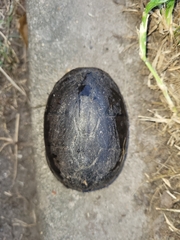 Kinosterninae