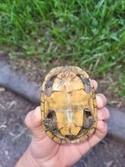 Kinosterninae