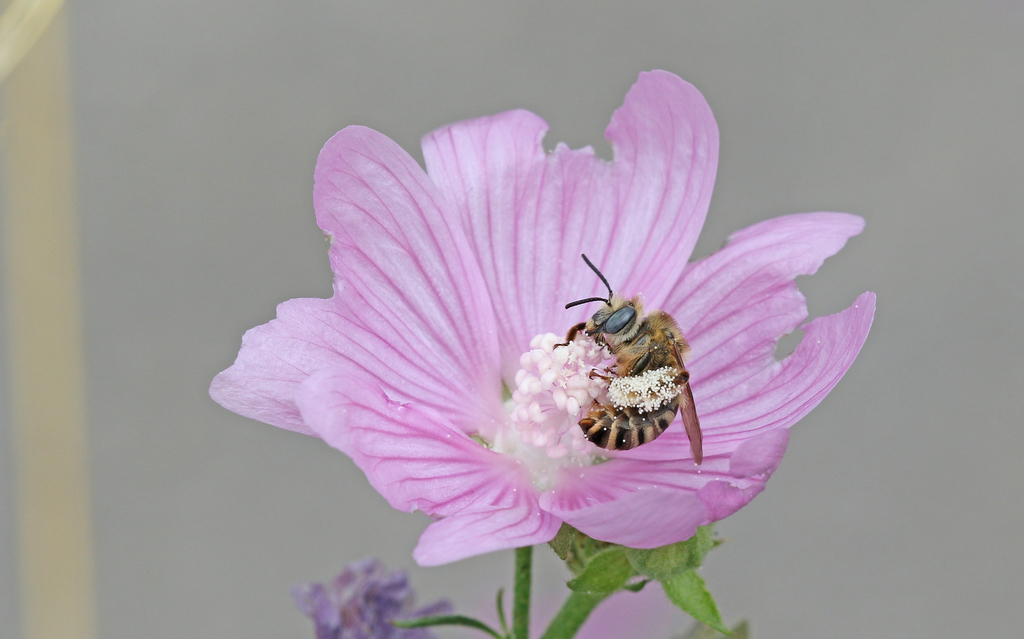 Mallow Longhorn