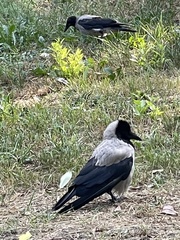 Corvus cornix