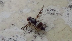 Myennis octopunctata