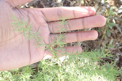 Asparagus racemosus
