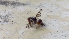 Myennis octopunctata