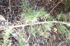 Asparagus racemosus