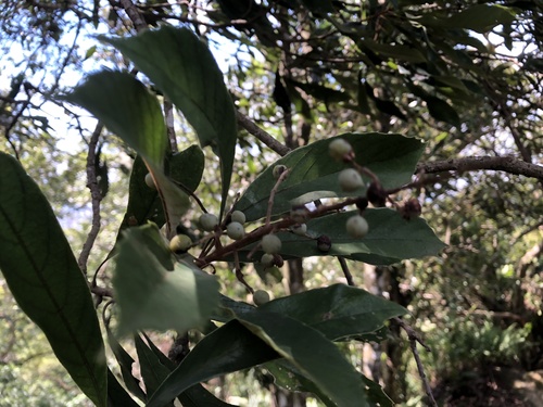 Meliosma rigida iNat (3)