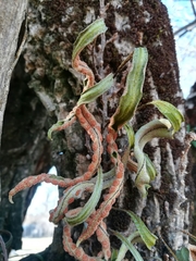 Pleopeltis polylepis