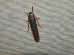 Sozusa scutellata