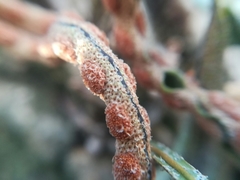 Pleopeltis polylepis