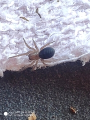 Callobius claustrarius