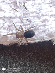 Callobius claustrarius