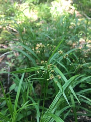 Scirpus polyphyllus