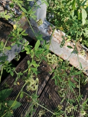 Medicago × varia