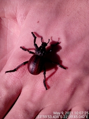 Brachycerus farctus