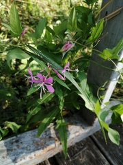 Chamaenerion angustifolium