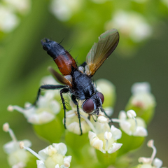 Clairvillia biguttata