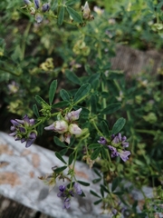 Medicago × varia