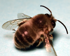 Habropoda miserabilis