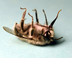 Habropoda miserabilis