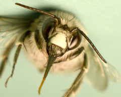 Habropoda miserabilis