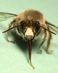 Habropoda miserabilis