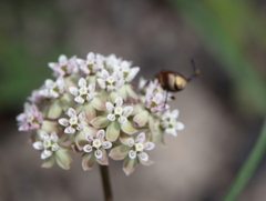Asclepias michauxii