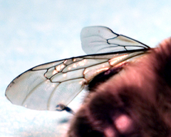 Habropoda miserabilis