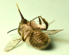 Habropoda miserabilis