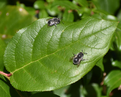 Habropoda miserabilis