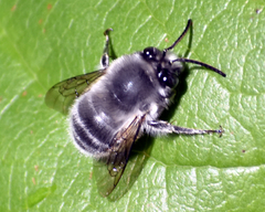 Habropoda miserabilis