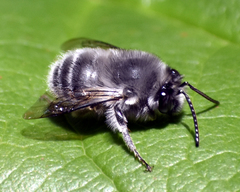 Habropoda miserabilis