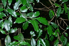 Ilex uraiensis