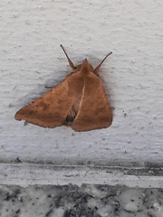 Helicoverpa armigera