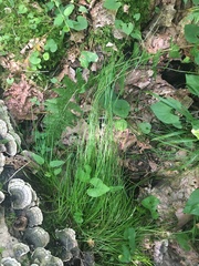 Carex leptalea