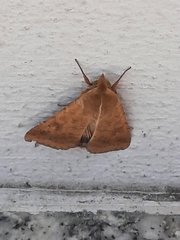 Helicoverpa armigera