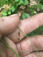 Carex leptalea