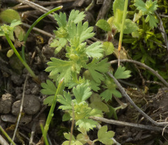 Alchemilla occidentalis