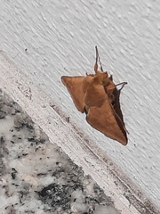 Helicoverpa armigera