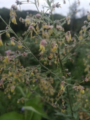 Thalictrum simplex