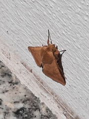 Helicoverpa armigera