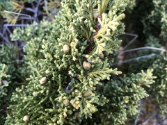Juniperus tsukusiensis