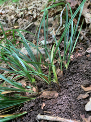 Carex superata