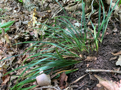 Carex superata